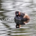 Zwergtaucher (Tachybaptus ruficollis)